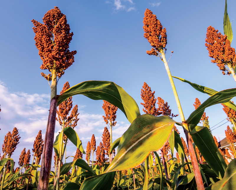 0216sorghum1