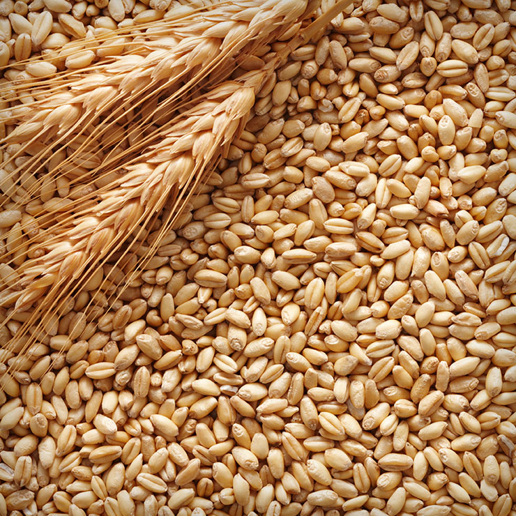 Good-quality-of-animal-feed-barley-grain